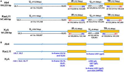 Comparative Genomic Sequencing and Pathogenic Properties of Equine Herpesvirus 1 KyA and RacL11